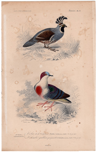 California Partridge Columbia Pigeon